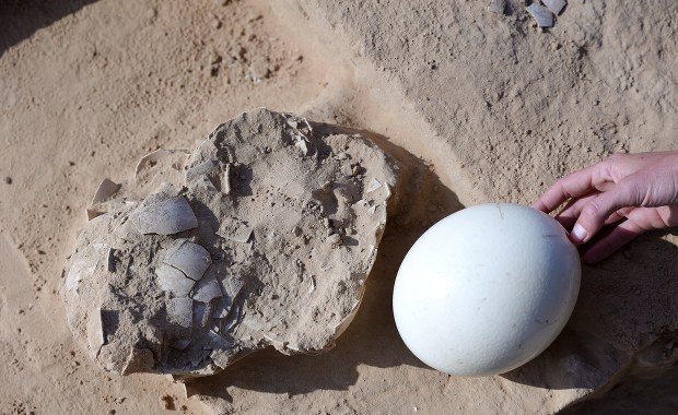 Skorupy strusich jaj przy palenisku. Mogą mieć nawet 7500 lat