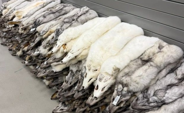 Skóry lisa polarnego w bagażu. Odkrycie celników na granicy polsko-ukraińskiej