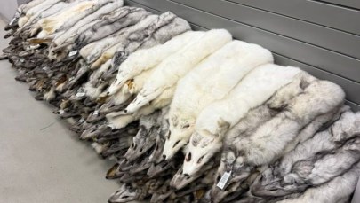 Skóry lisa polarnego w bagażu. Odkrycie celników na granicy polsko-ukraińskiej
