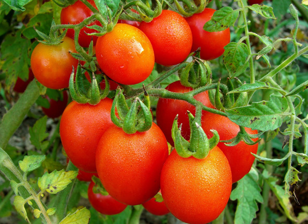 Skoszona trawa pomoże nam ochronić pomidory przed negatywnym efektem zmiany temperatur /123RF/PICSEL