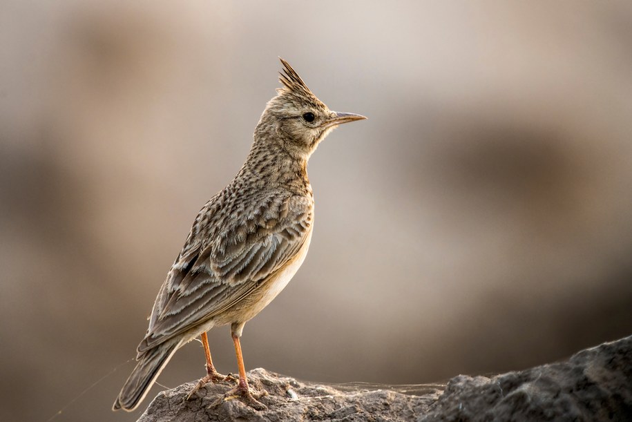 Skowronek czubaty /Shutterstock