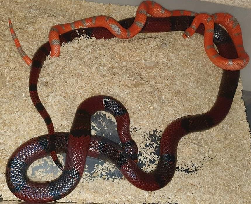 Skradzione węże zbożowe /KMP Łódź /Policja