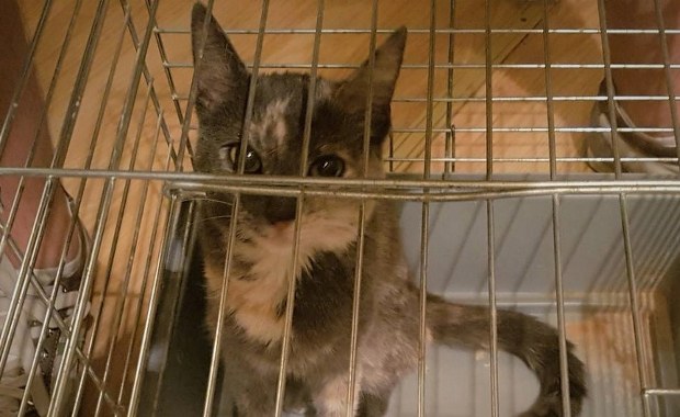 Skradziony kot wrócił do właścicielki. Pomogli policjanci 