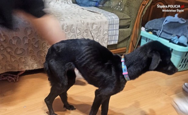 Skrajnie zaniedbane i wychudzone. Trzy psy odebrane właścicielce 