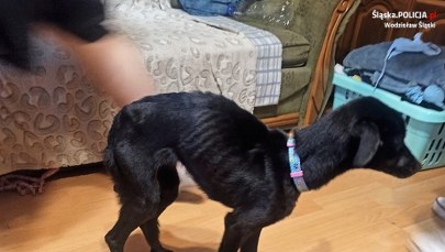 Skrajnie zaniedbane i wychudzone. Trzy psy odebrane właścicielce 