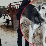 Skrajnie zaniedbane i wygłodzone. 16 psów uratowanych z koszmarnych warunków 