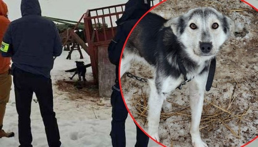 Skrajnie zaniedbane i wygłodzone. 16 psów uratowanych z koszmarnych warunków 