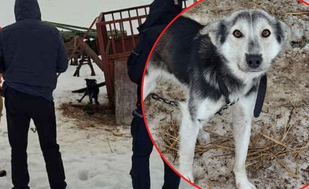 Skrajnie zaniedbane i wygłodzone. 16 psów uratowanych z koszmarnych warunków 