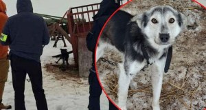 Skrajnie zaniedbane i wygłodzone. 16 psów uratowanych z koszmarnych warunków 