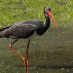 Skryty i płochliwy. Dlaczego bocian czarny staje się coraz rzadszym widokiem?