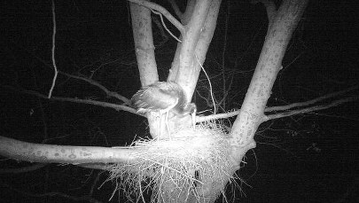 Skryty zwiastun wiosny wywołał sensację. Bocian czarny wcześnie wrócił do gniazda