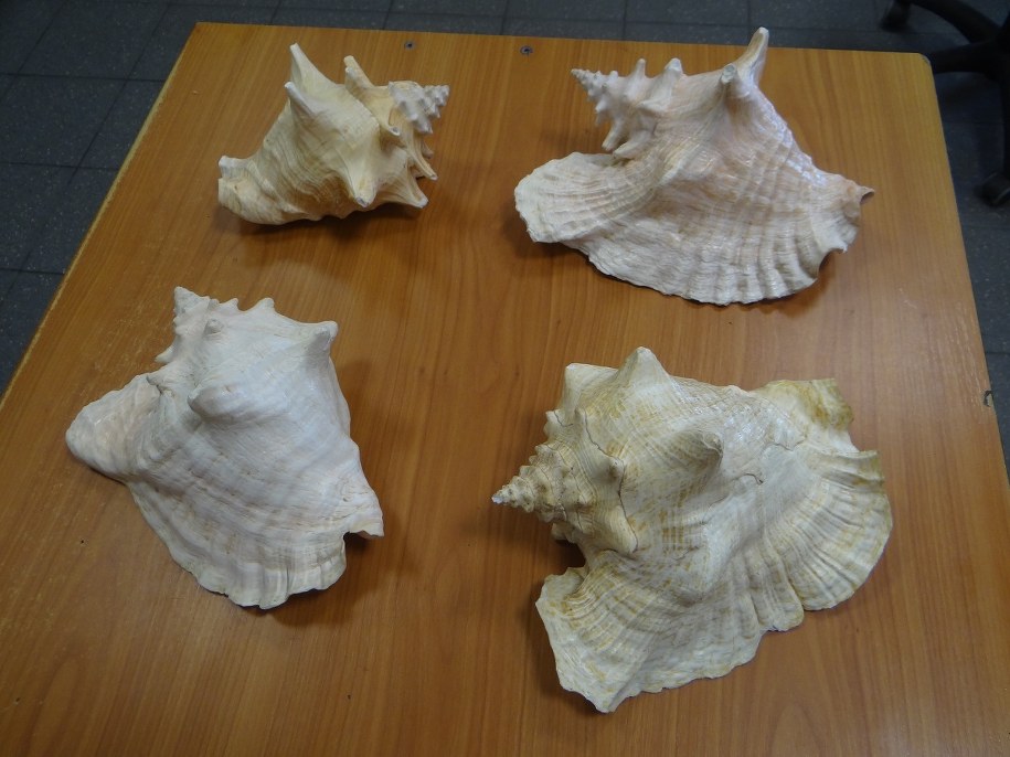 Skrzydelnik olbrzymi (Strombus gigas) /Izba Administracji Skarbowej w Rzeszowie /Materiały prasowe