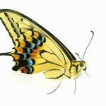 Skrzydłami motyli w bezwzględnych fałszerzy
