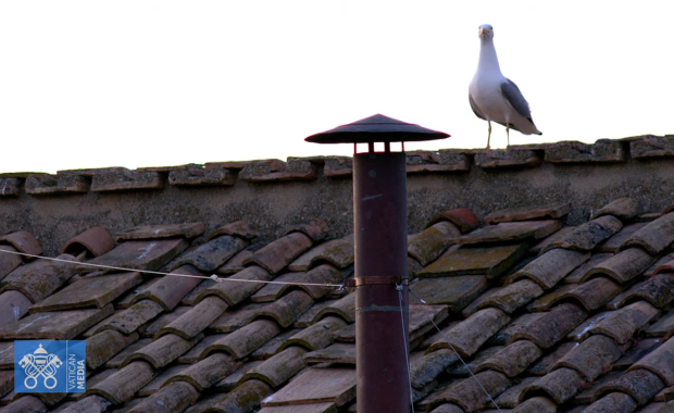 Skrzydlata bohaterka konklawe. Wróciła po 12 latach