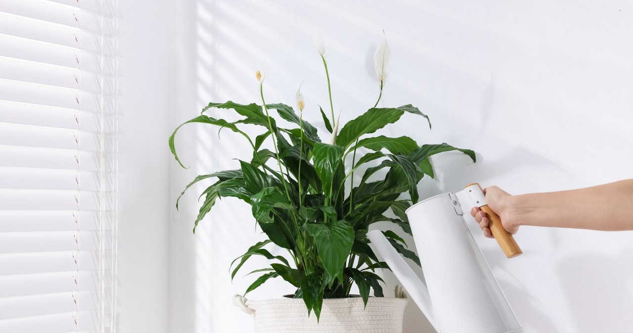 Skrzydłokwiat będzie bujnie kwitł, jeśli wzmocni się go naparem z popularnej przyprawy. Sprawdź, jakim. /Pixel