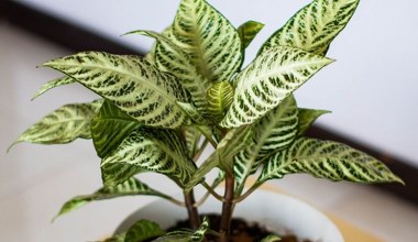 Skrzydłokwiat ciągle usycha? Ta roślina jest równie ładna, a łatwiejsza w uprawie