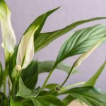 Skrzydłokwiat dawno nie kwitł? Zrób to, a wypuści morze pąków