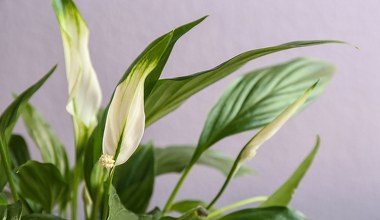 Skrzydłokwiat dawno nie kwitł? Zrób to, a wypuści morze pąków