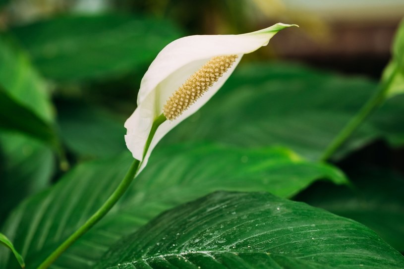 Skrzydłokwiat jest jedną z najpopularniejszych roślin w naszych mieszkaniach /123RF/PICSEL