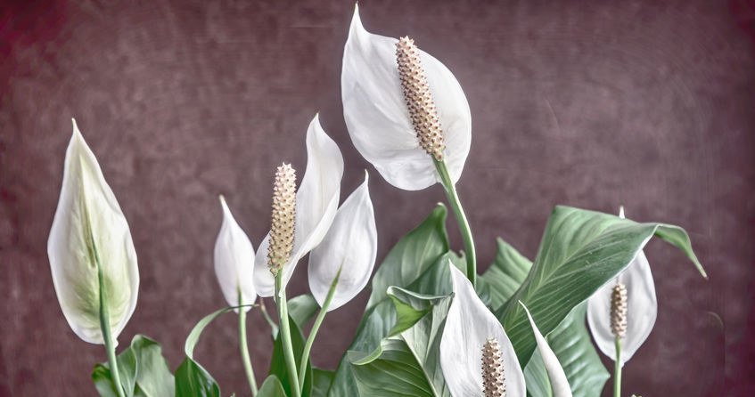 Skrzydłokwiat jest jedną z roślin, która pozwala pozbyć się wilgoci /123RF/PICSEL