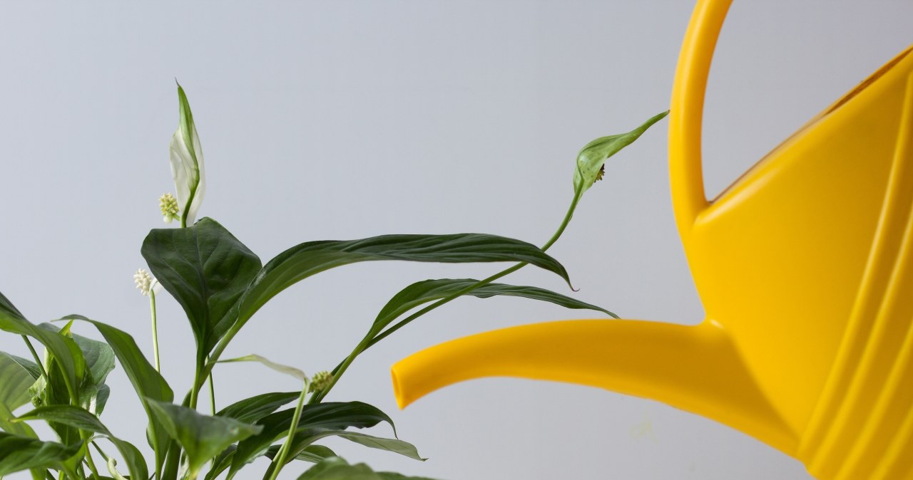 Skrzydłokwiat może wypuścić nowe liście nawet zimą. Pomoże nam w tym pewien produkt, który każdy ma w kuchni. /123RF/PICSEL