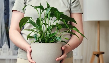 Skrzydłokwiat nie chce kwitnąć? Winna może być ta jedna rzecz