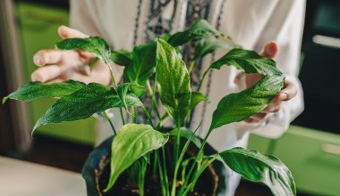 Skrzydłokwiat od dawna nie kwitnie? Zrób tę jedną rzecz, a obsypie się pąkami 