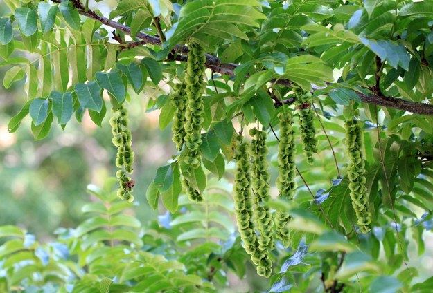 Skrzydłorzech kaukaski - drzewa tego gatunku rosną w Szczecinie /Shutterstock