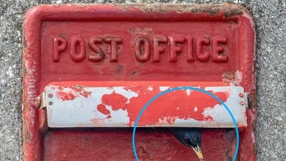 Skrzynka pocztowa przyszłości. Royal Mail wprowadza innowacje