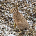 Skubią drzewka zimą. W sezonie uszate szkodniki pozbawią cię plonów