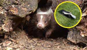 Skunks z głową zaklinowaną w puszce po piwie uratowany