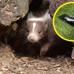 Skunks z głową zaklinowaną w puszce po piwie uratowany
