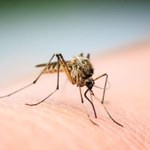 Skuteczna ochrona przed komarami? Te produkty z Lidla mogą pomóc