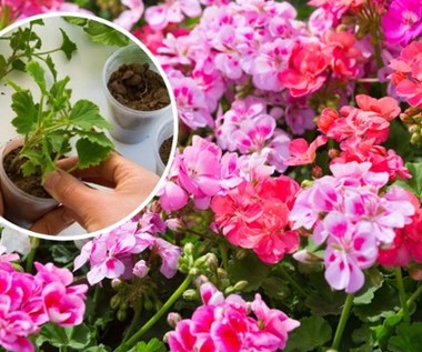 Skuteczne rozmnażanie pelargonii z sadzonek. Pierwszy termin przypada już wczesną wiosną