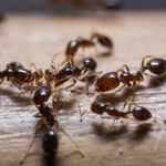  Skuteczne sposoby na pozbycie się mrówek 