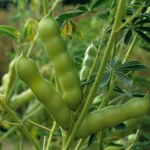 Skutecznie zastępuje ser. Ta bomba białkowa jest niezwykle tania i dobra 