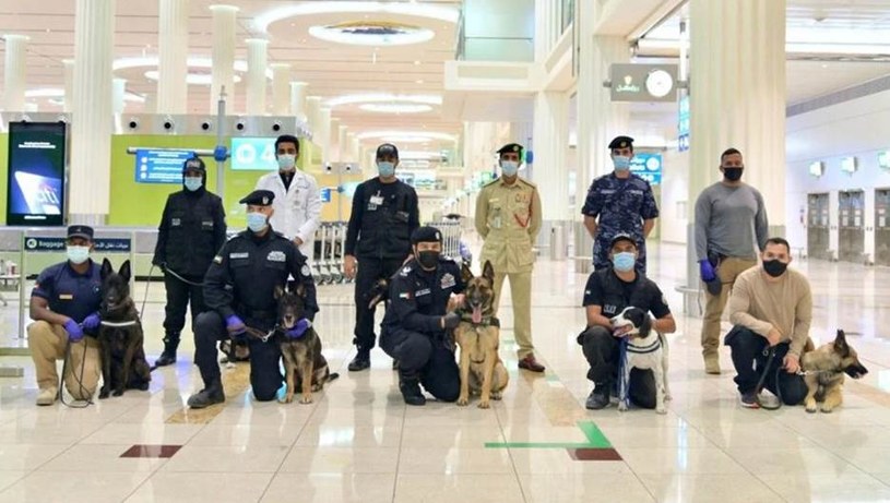 Skuteczność psiego węchu w wykrywaniu COVID-19 wynosi 91 procent. Nz. czworonogi na lotnisku w Dubaju z opiekunami