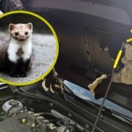 Skuteczny odstraszacz na kuny do samochodu. Wystarczy 50 zł i po problemie