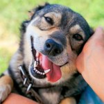 Skutki kropli na pchły. Odkrycie, które może zaskoczyć właścicieli psów