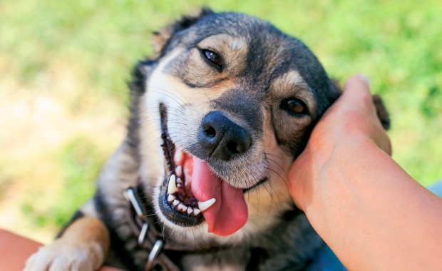 Skutki kropli na pchły. Odkrycie, które może zaskoczyć właścicieli psów