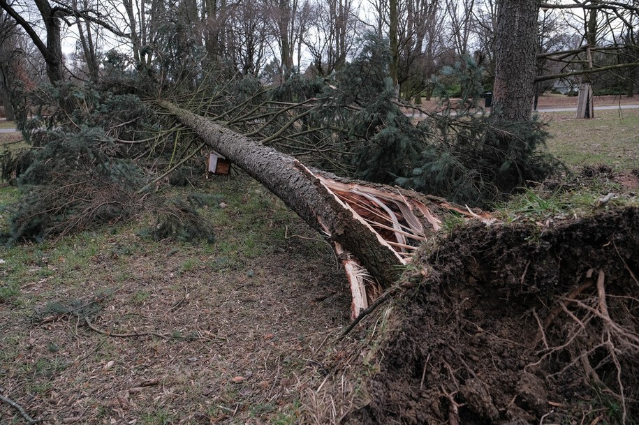 Skutki wichur przechodzących nad Polską /Fot. Mateusz Marek /PAP