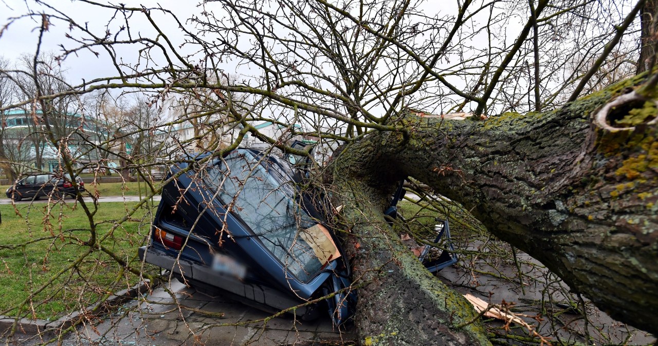 Skutki wichury jaka przeszła w nocy nad Kołobrzegiem / 	Marcin Bielecki    /PAP