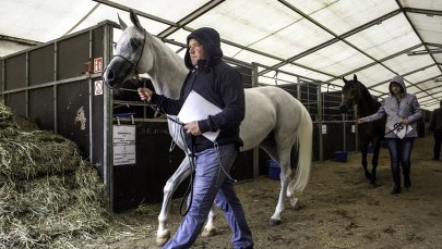 Słaby wynik aukcji w Janowie Podlaskim. Sprzedano tylko sześć koni