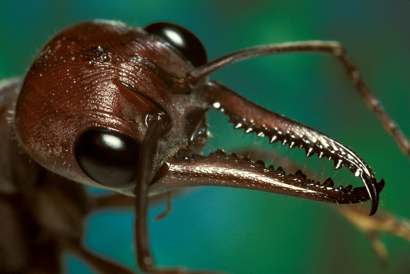 Ślad po ukąszeniu mrówki to niewielkie krostki /Auscape/Universal Images Group /Getty Images