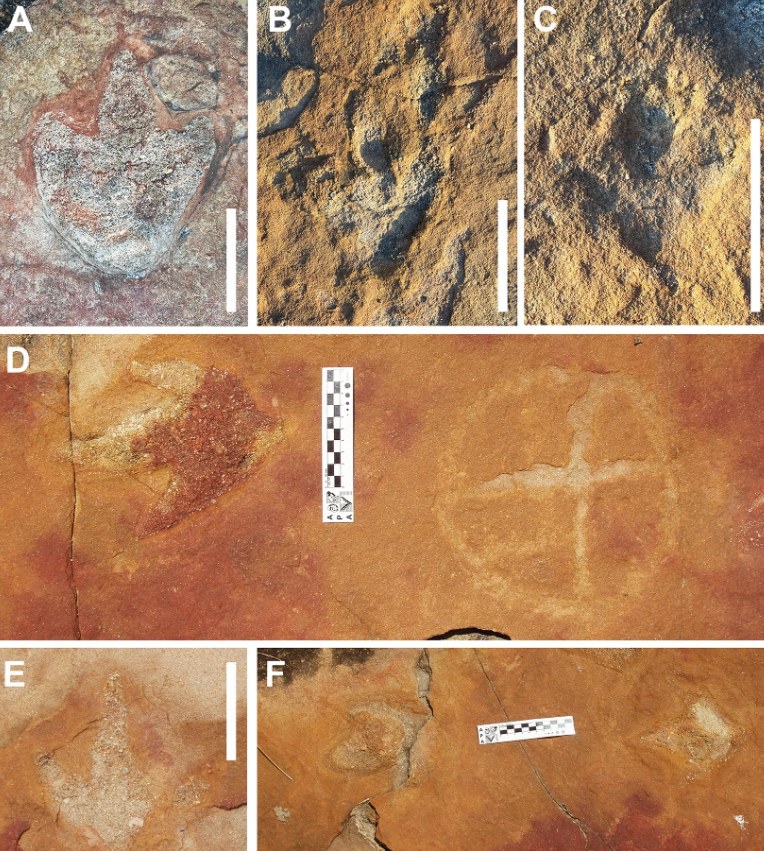 Ślady dinozaurów przemieszane z petroglifami. /https://doi.org/10.1038/s41598-024-56479-3 /materiał zewnętrzny