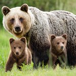 Ślady niedźwiadka w Muszynie. Zwierzę wybudziło się z zimowego snu