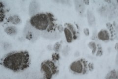 Ślady niedźwiedzi na świeżym śniegu pod Wielką Krokwią w Zakopanem