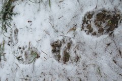 Ślady niedźwiedzi na świeżym śniegu pod Wielką Krokwią w Zakopanem