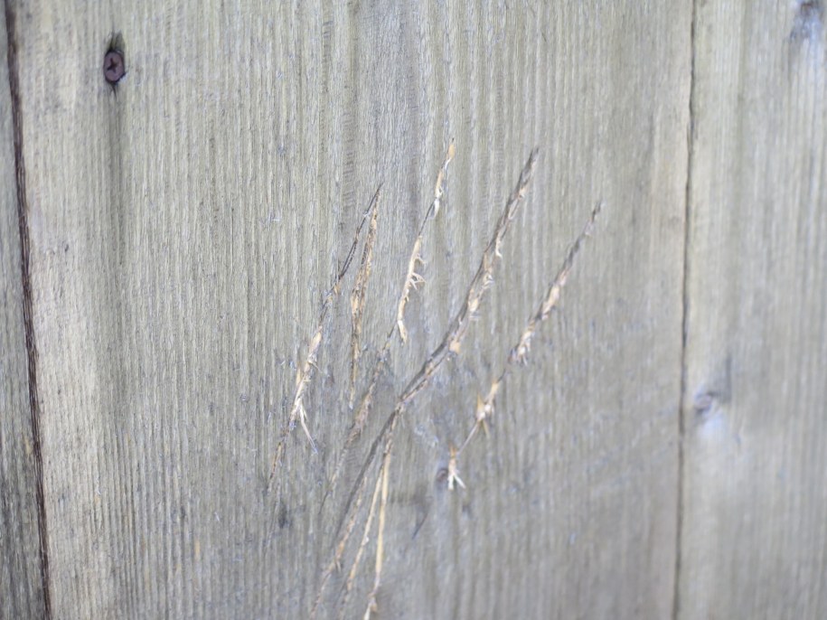 Ślady niedźwiedzich pazurów na drzwiach schroniska /Maciej Pałahicki /RMF FM