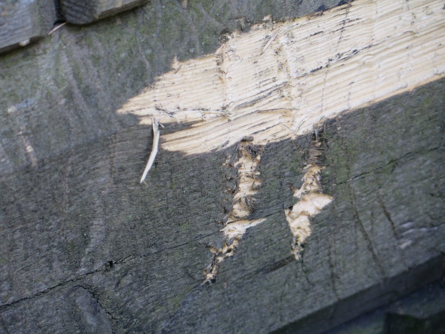 Ślady niedźwiedzich pazurów na drzwiach schroniska /Maciej Pałahicki /RMF FM